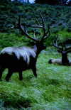 (67) Elk in Yellowstone