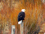 (80a) Bald Eagle, Dunoir Valley, Dubois, Wy