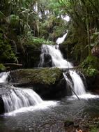 (117) Tropical Botanical Gardens,Hawaii