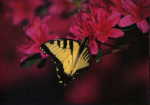 (72) Yellow Butterfly on Red Flower