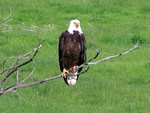 (132) Bald Eagle near Jackson