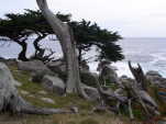 (109) Drift Tree, Carmel, Ca