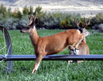 (47a) Deer Jumping