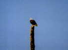 (26) Eagle, Yellowstone N.P., Wyo.