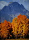 (68) Moran Aspens, Jackson Hole, Wyo.