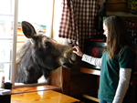 (82a) Moose, Near Dubois, Wyoming