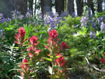 (84) Indian Paint Brush