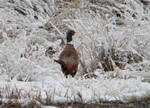 (141) Pheasant near Riverton, Wy