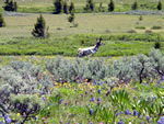 (148) Pronghorn on Union Pass