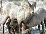 (137) Big Horn Ram, Dubois,Wy