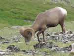 (83) Big Horn Sheep, Rocky Mountain NP