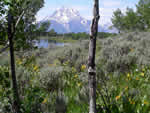 (136) Tetons