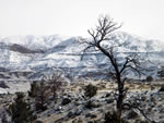 (140) Tree with Painted Hills in Background