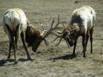 (94) Elk, Jackson Hole, Wy