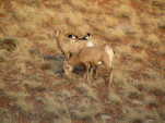 (96) Big Horn Sheep, Dubois, Wy