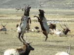 (97) Danceing Elk, Jackson Hole, Wy